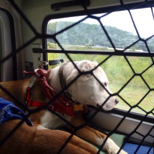 16063126274_4a169834f2_o